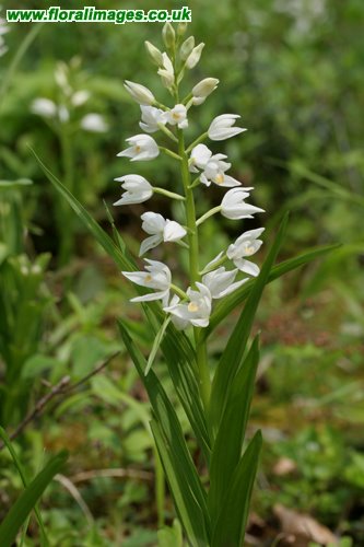 Cephalanthera longifolia