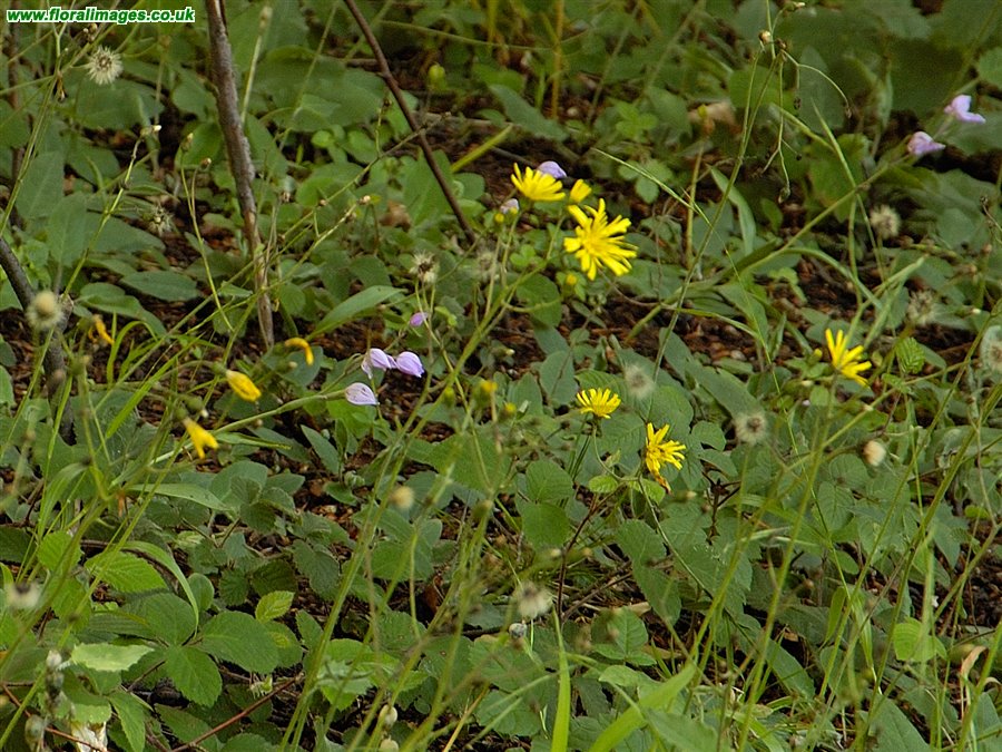 Cephalanthera rubra