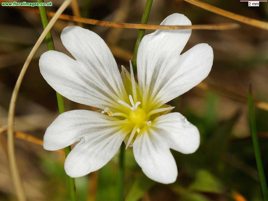 Cerastium arvense