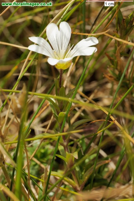 Cerastium arvense