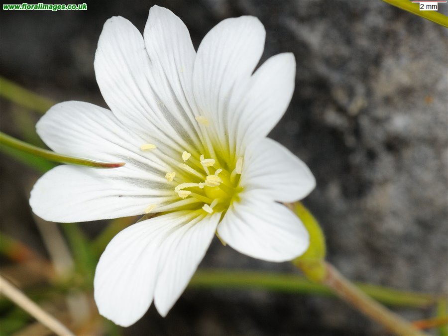 Cerastium arvense