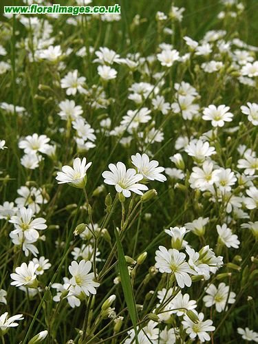 Cerastium arvense