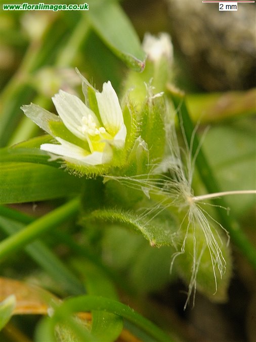 Cerastium semidecandrum