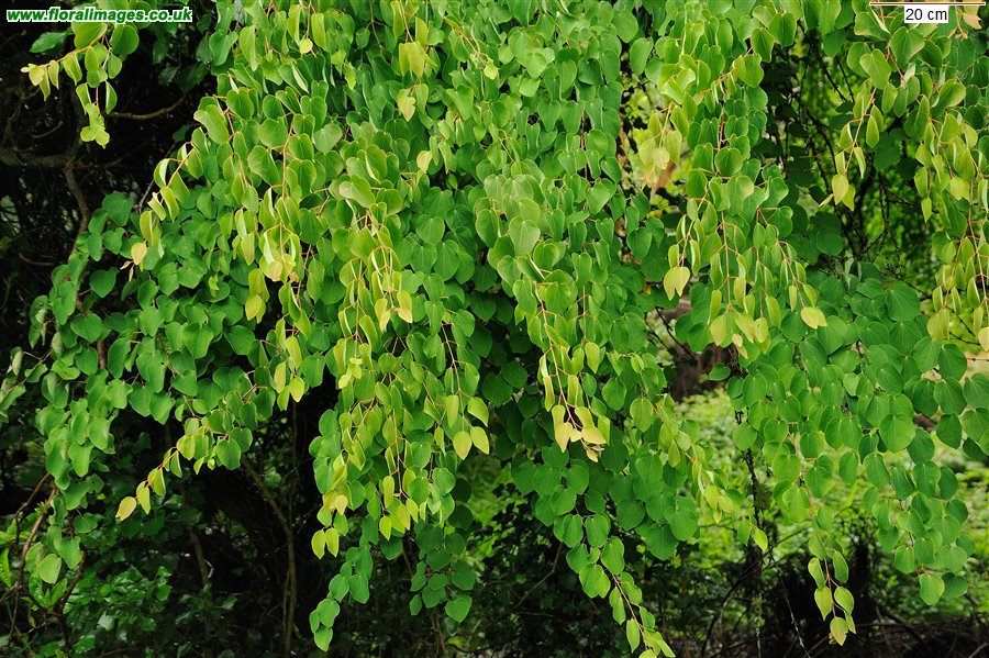 Cercidiphyllum japonicum