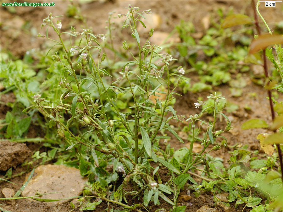 Chaenorhinum minus