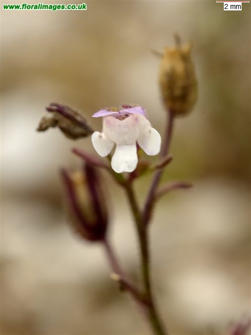 Chaenorhinum minus