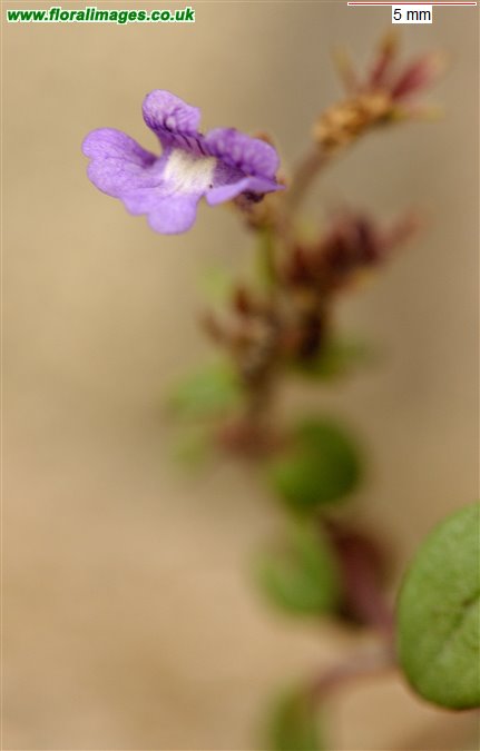 Chaenorhinum origanifolium