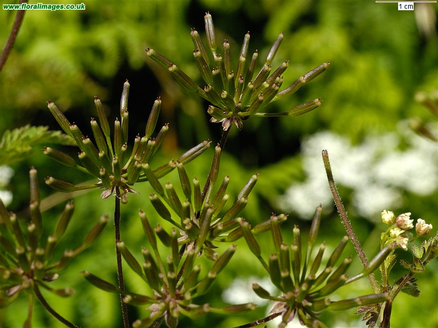 Chaerophyllum temulum