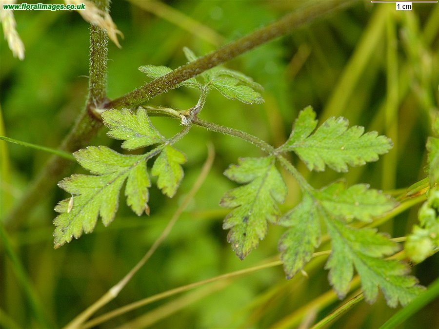Chaerophyllum temulum
