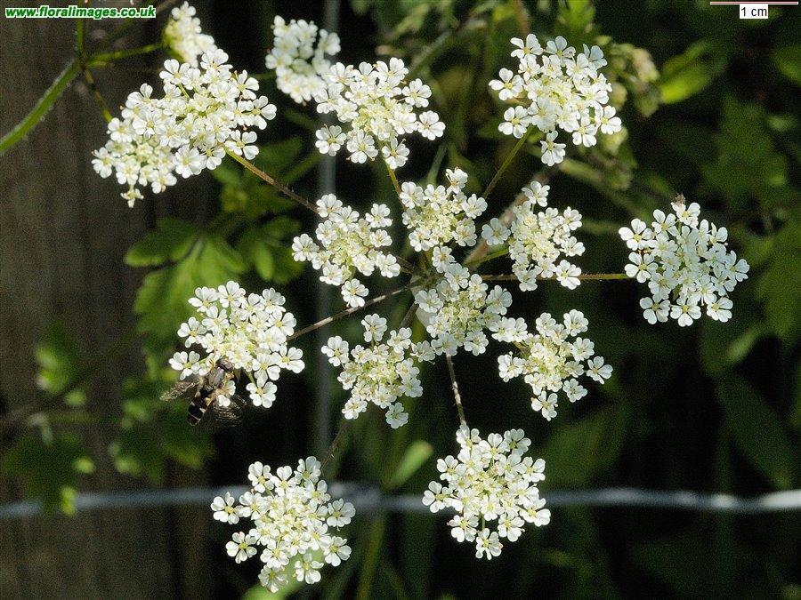 Chaerophyllum temulum