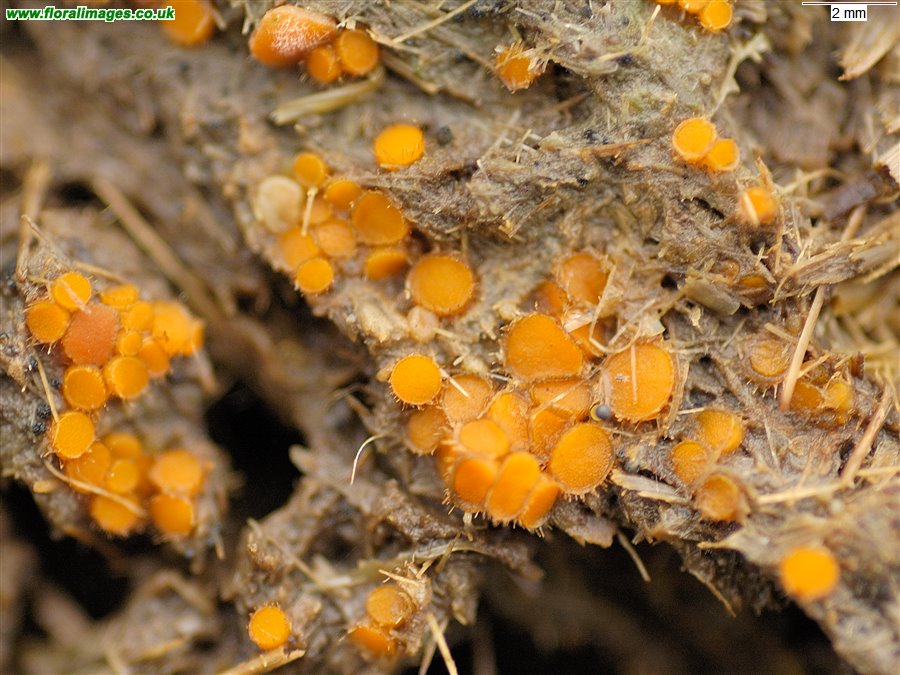 Cheilymenia fimicola