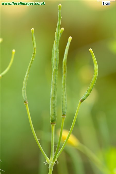 Chelidonium majus