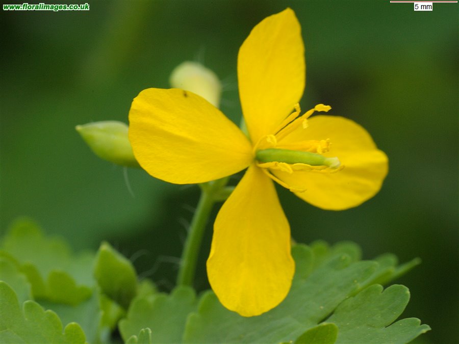 Chelidonium majus