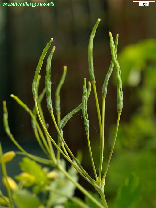 Chelidonium majus