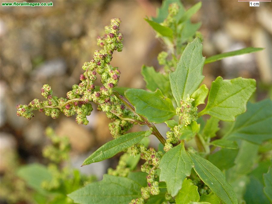 Chenopodiastrum murale, picture 1 of 2