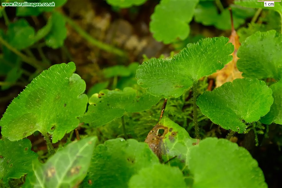 Chrysosplenium alternifolium