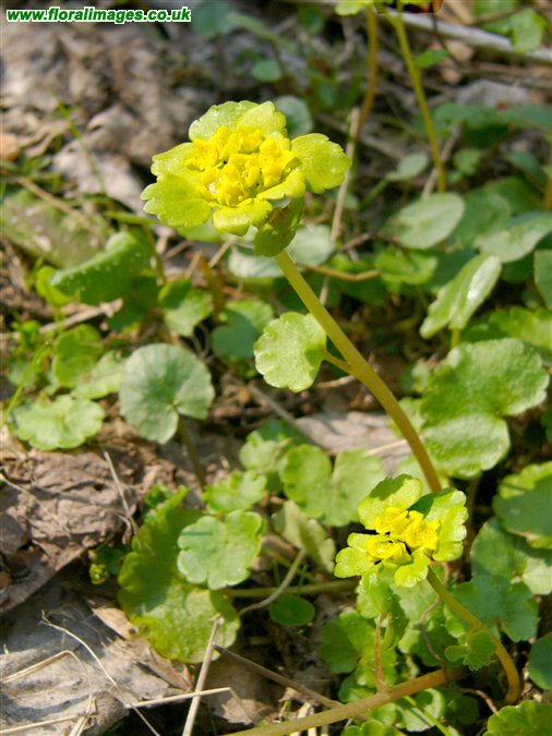 Chrysosplenium alternifolium