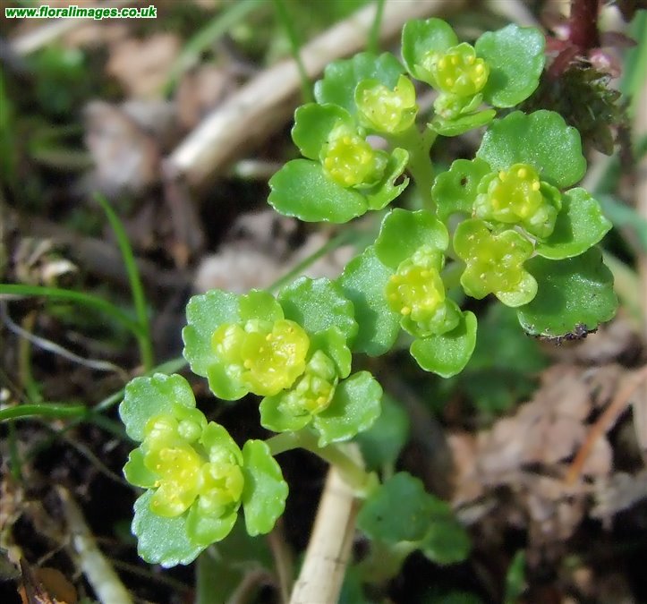 Chrysosplenium oppositifolium