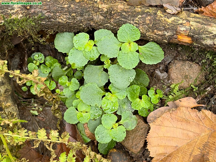 Chrysosplenium oppositifolium