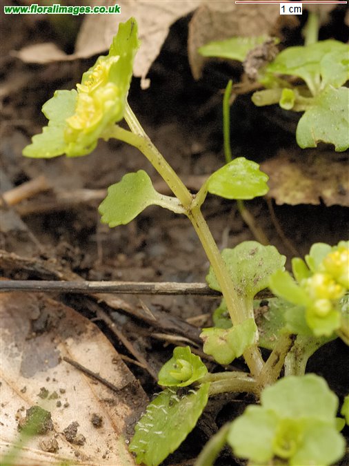 Chrysosplenium oppositifolium