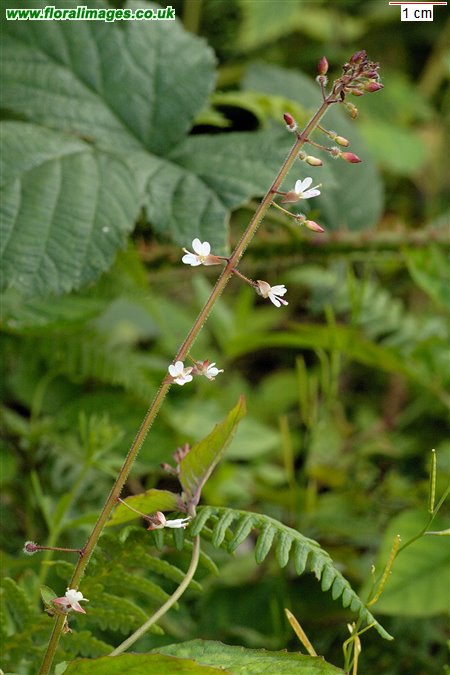 Circaea x intermedia