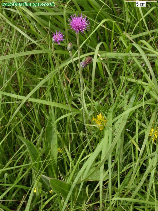 Cirsium dissectum