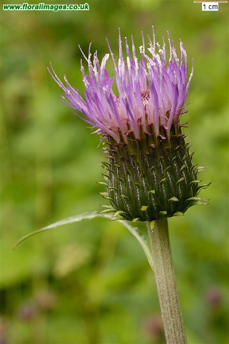 Cirsium heterophyllum