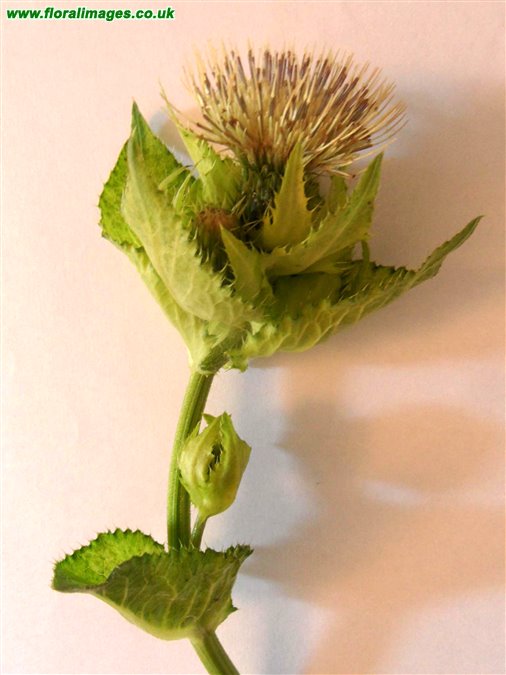 Cirsium oleraceum