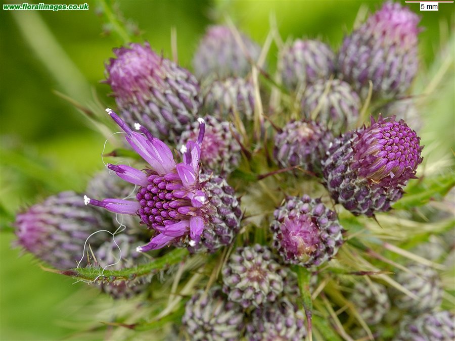 Cirsium palustre
