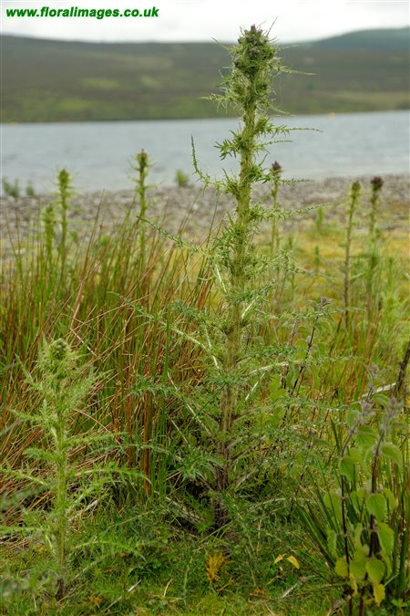 Cirsium palustre