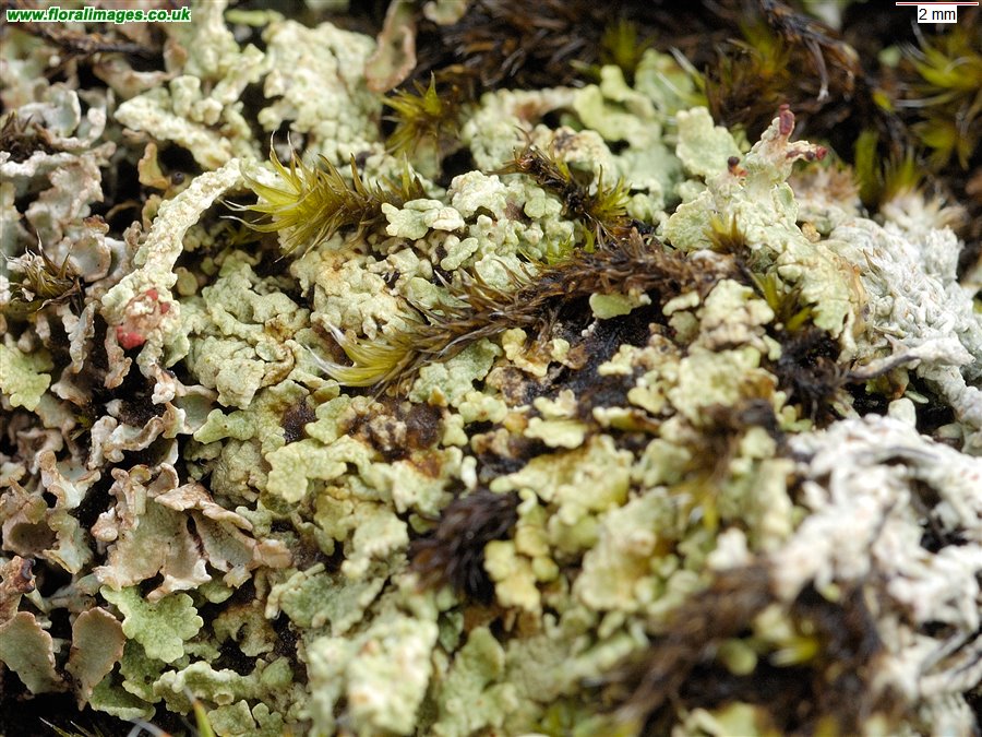 Cladonia bellidiflora