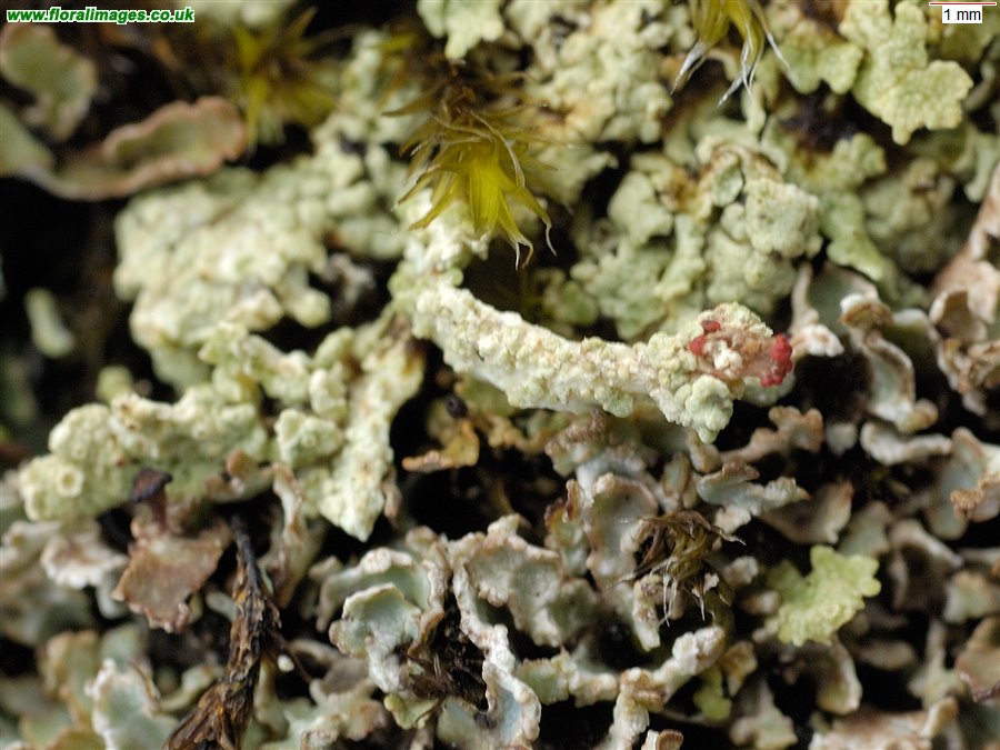Cladonia bellidiflora