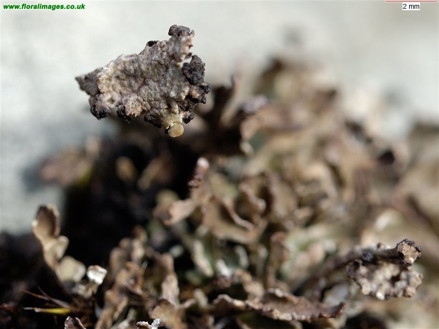 Cladonia cervicornis