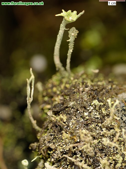 Cladonia crispata