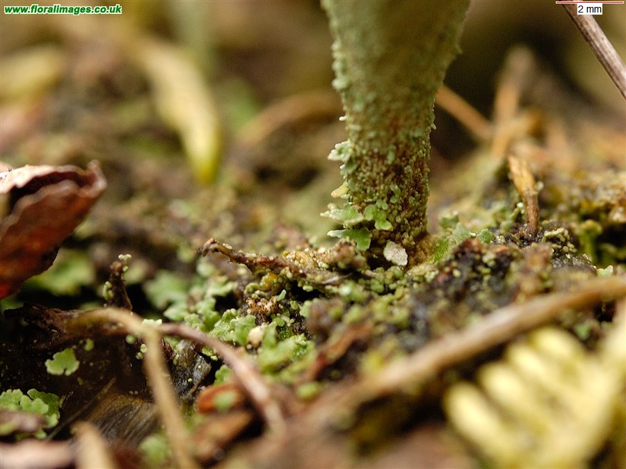 Cladonia fimbriata