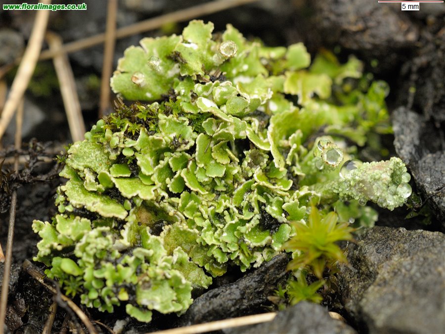 Cladonia sp.