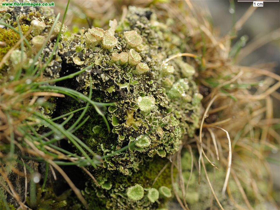 Cladonia sp.