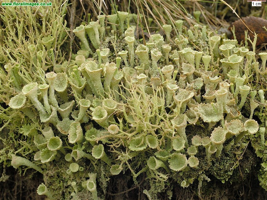 Cladonia sp. 2