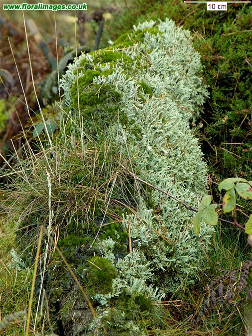 Cladonia sp. 3