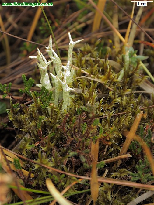 Cladonia uncialis