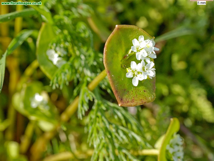 Claytonia perfoliata