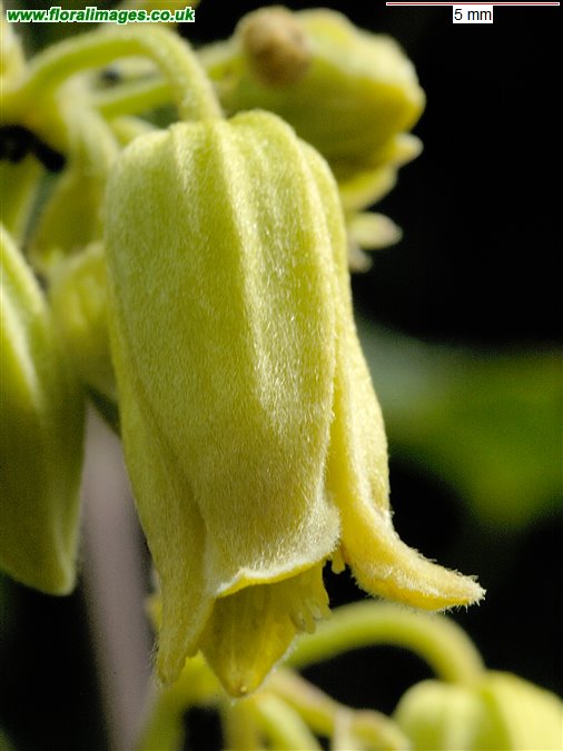 Clematis rehderiana