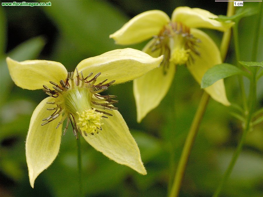 Clematis serratifolia
