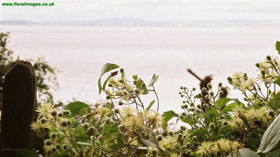 Clematis vitalba