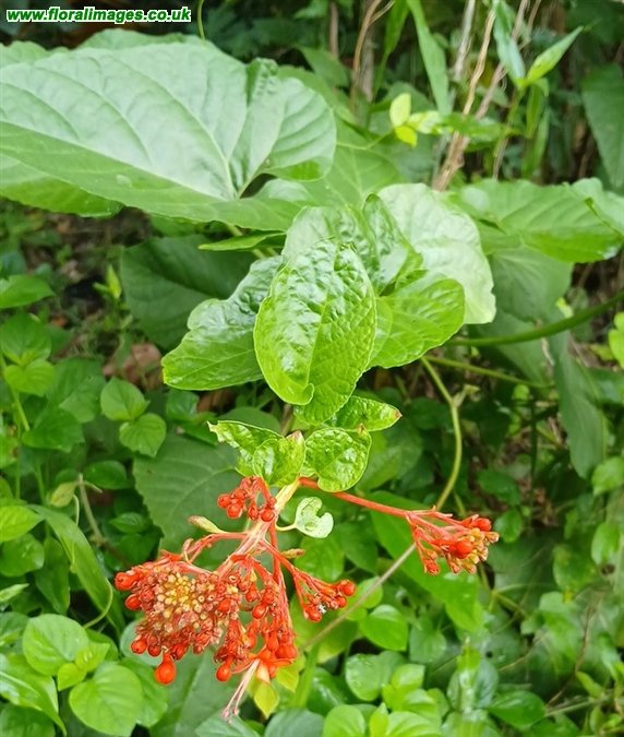 Clerodendron speciosissimum