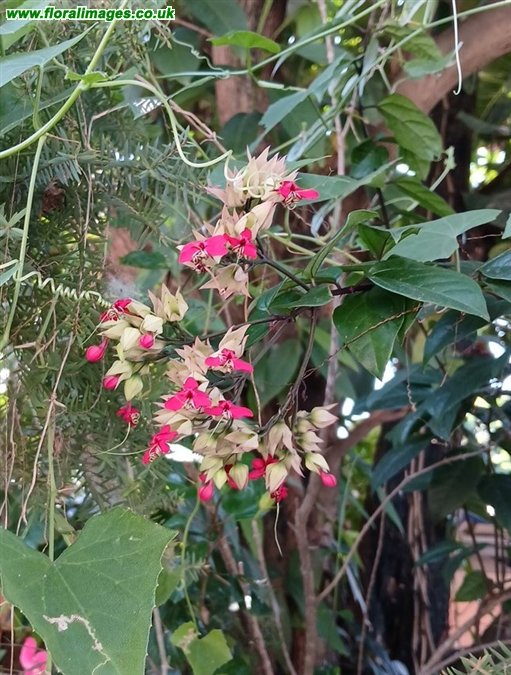 Clerodendron thompsoniae