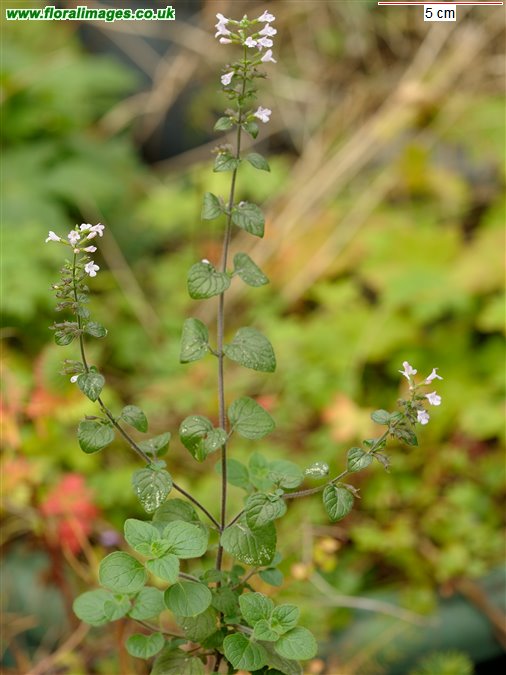 Clinopodium ascendens