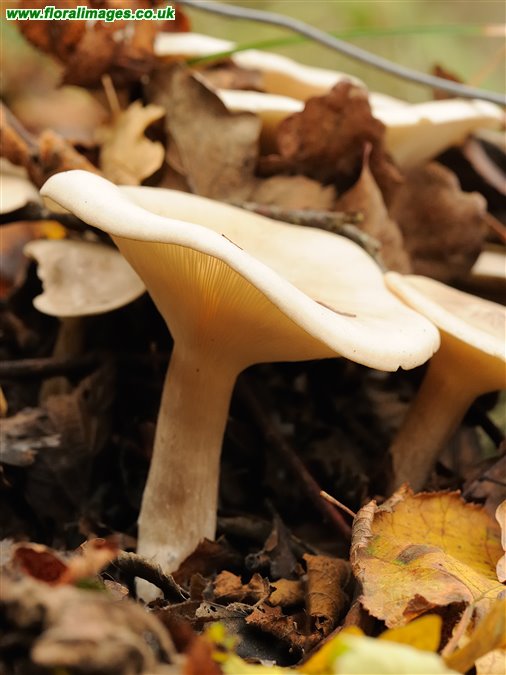 Clitocybe geotropa
