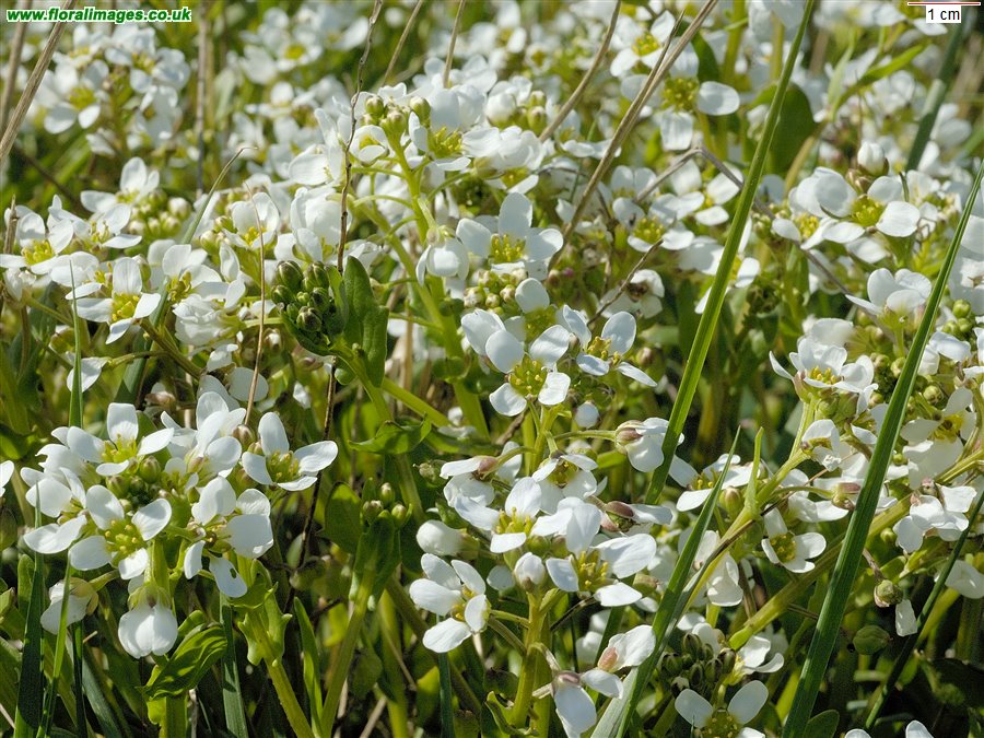 Cochlearia anglica