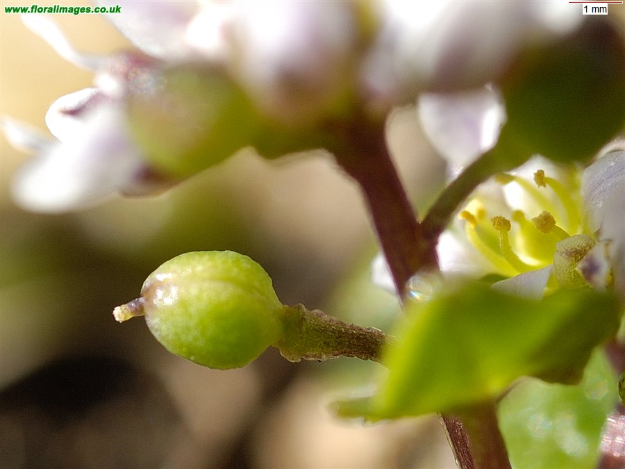 Cochlearia danica